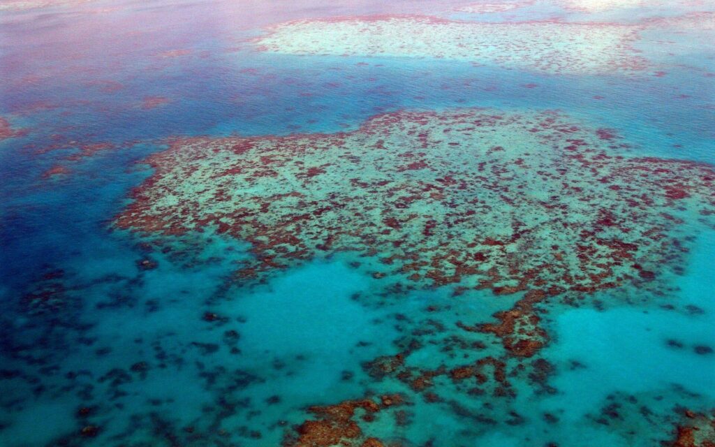 ハワイの珊瑚礁