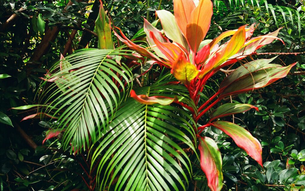 ハワイの植物