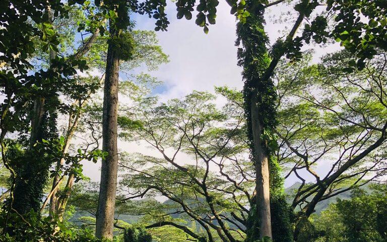 マノア・フォールズ生い茂る熱帯雨林