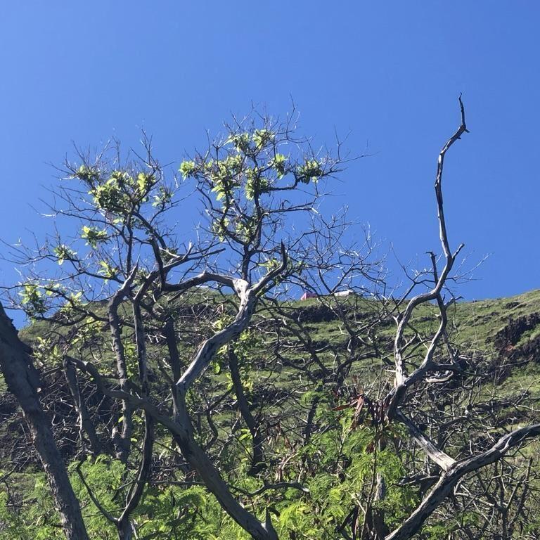 ハワイのピンクピルボックス登山の景色