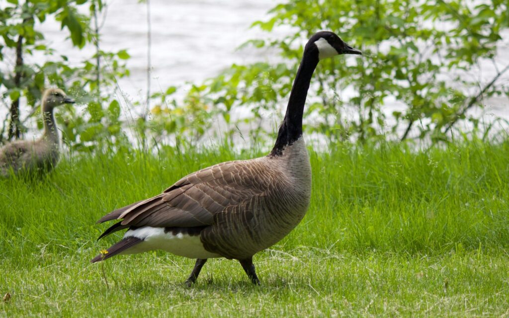 ハワイの州鳥「ネネ」