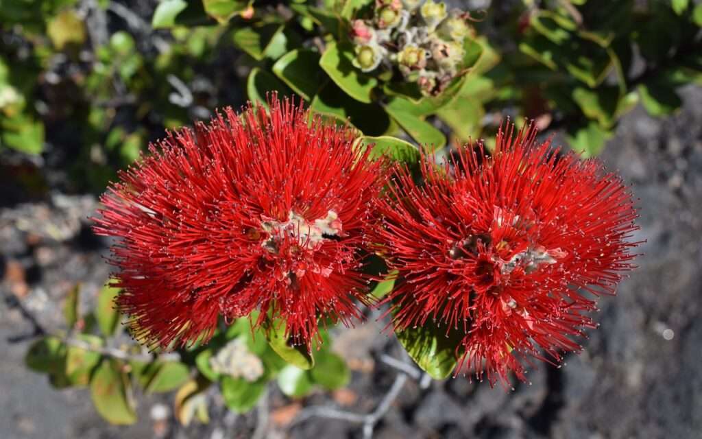 Ohia Lehua